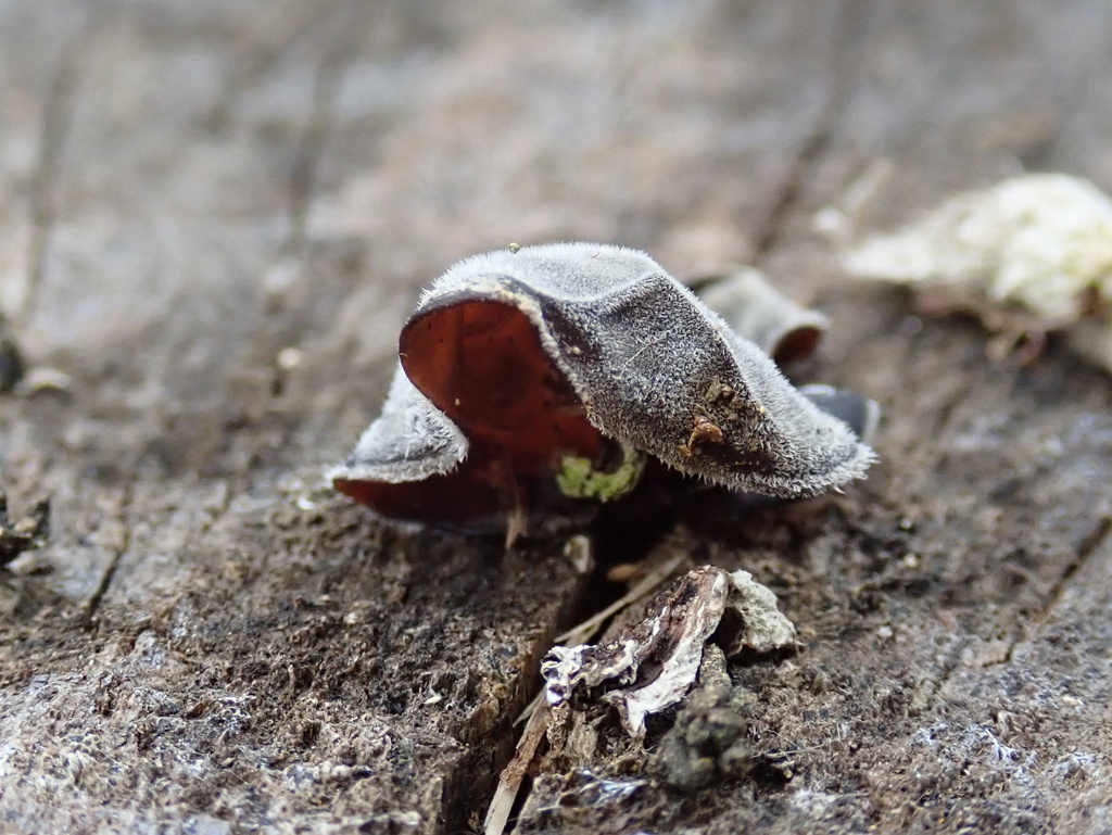 Auricularia nigricans