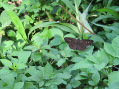 Seseria formosana