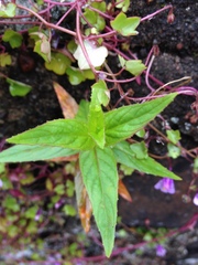 Epilobium
