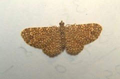 Pomasia denticlathrata