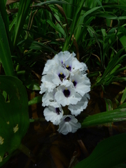 Pontederia azurea