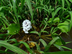 Pontederia azurea