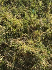 Cenchrus clandestinus