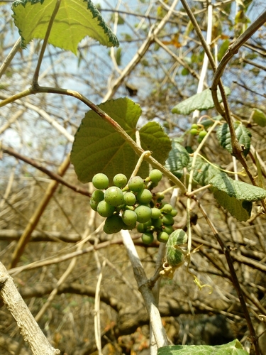 Ampelocissus acapulcensis (Ampelocissus acapulcensis)