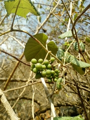 Ampelocissus acapulcensis