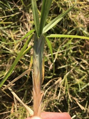 Cenchrus clandestinus