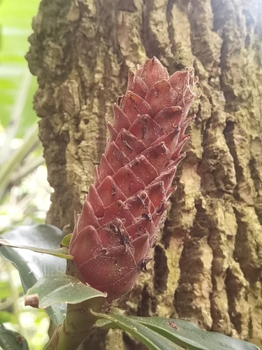 Red Tower Ginger (Costus barbatus)