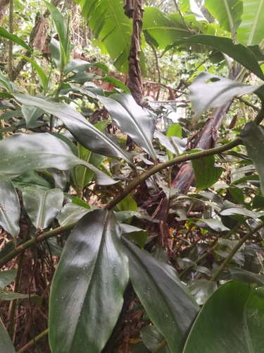 Costus barbatus, photograph 2