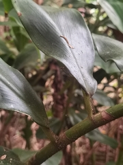 Costus barbatus, photograph (c) Eduardo Chacón Madrigal, some rights reserved (CC BY)