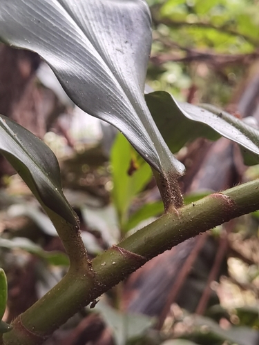 Costus barbatus, photograph 4