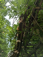 トキイロヒラタケ