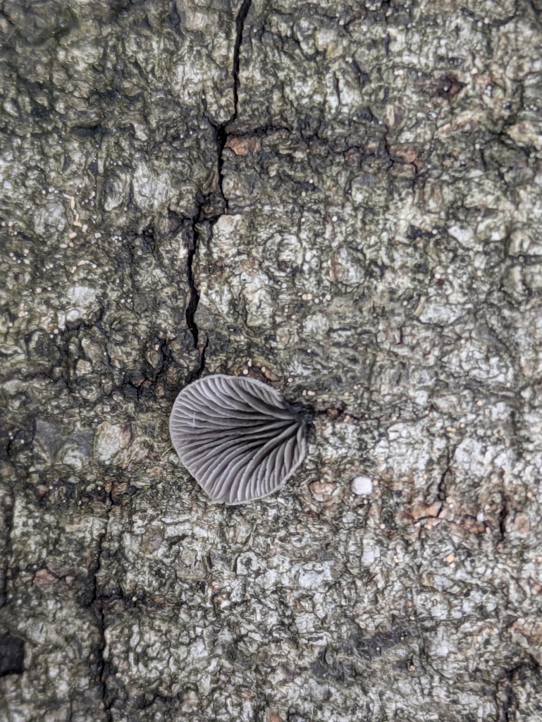 Resupinatus applicatus · July 2024 · photo: © atsushi_nakajima_cirque (iNaturalist, cc-by)