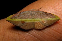 Hypochrosis iris