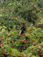 Bombus lapidarius