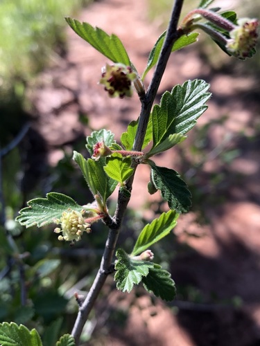 Alderleaf Mountain Mahogany