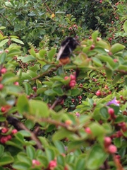 Bombus lapidarius