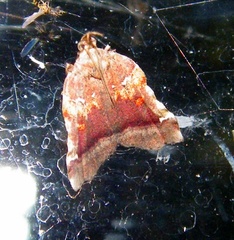 Clydonopteron sacculana