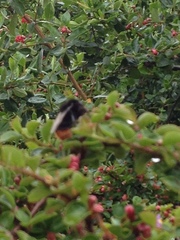 Bombus lapidarius