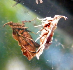 Clydonopteron sacculana