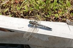 Orthetrum albistylum speciosum