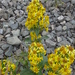 Solidago virgaurea lapponica - Photo (c) Maria, some rights reserved (CC BY-NC), uploaded by Maria