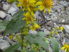 Solidago virgaurea lapponica