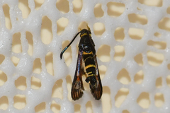 Synanthedon decipiens