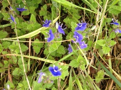 Veronica chamaedrys
