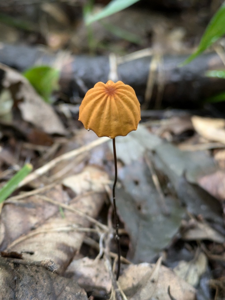 Marasmius siccus · July 2024 · photo: © atsushi_nakajima_cirque (iNaturalist, cc-by)