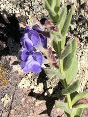 Scutellaria brittonii