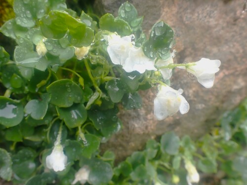 Image of Cymbalaria pallida by (c) John Lyden, some rights reserved (CC BY)