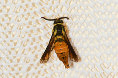 Paranthrene simulans