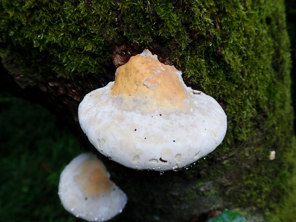 Fomitopsis pinicola · July 2024 · photo: © atsushi_nakajima_cirque (iNaturalist, cc-by)