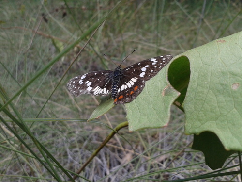 Red-spotted Patch