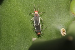 Hesperolabops gelastops