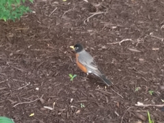 Turdus migratorius