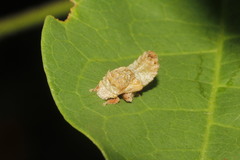 Iassinae