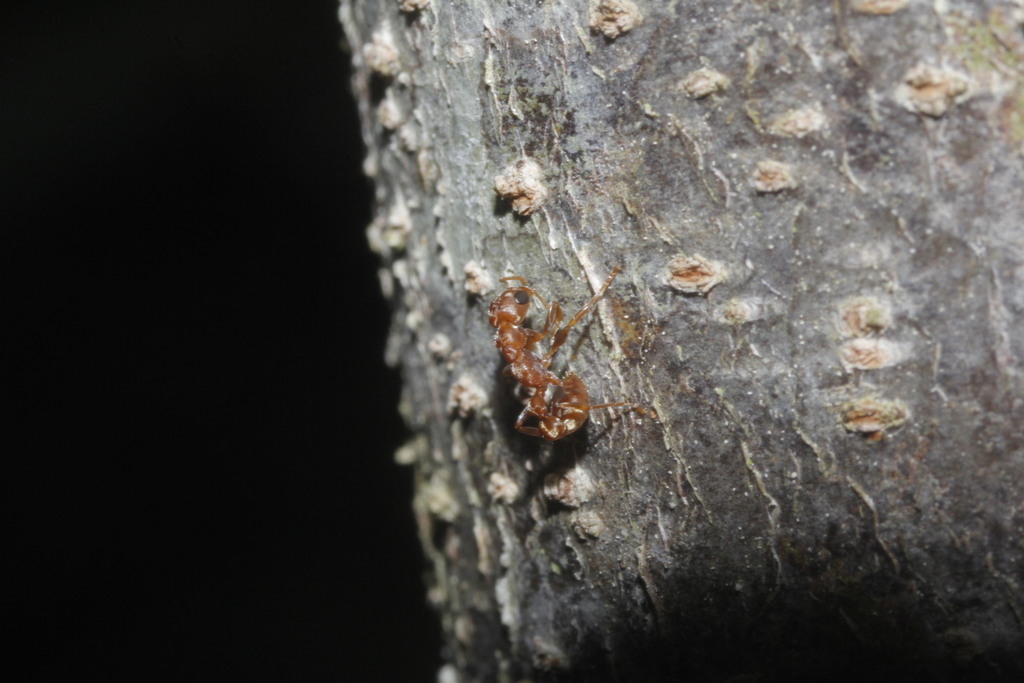 Pseudomyrmex ferrugineus