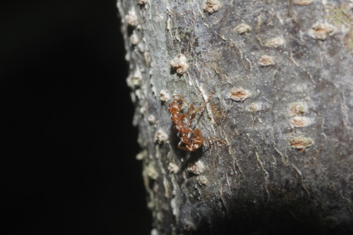 Pseudomyrmex ferrugineus