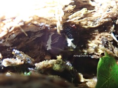 ハスノミウジムシタケ