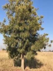 Casuarina cunninghamiana