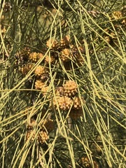 Casuarina cunninghamiana