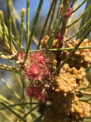 Casuarina cunninghamiana