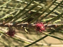 Casuarina cunninghamiana