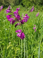 Gladiolus imbricatus
