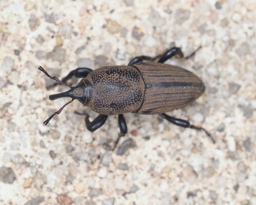 Sphenophorus coesifrons photo 5