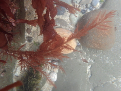 Cumathamnion decipiens