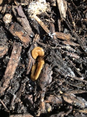 Bipalium adventitium