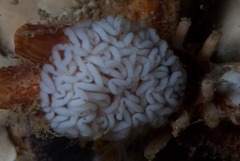 Proctonotidae