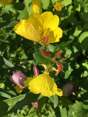 Oenothera pilosella